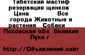 Тибетский мастиф резервация щенков › Цена ­ 100 000 - Все города Животные и растения » Собаки   . Псковская обл.,Великие Луки г.